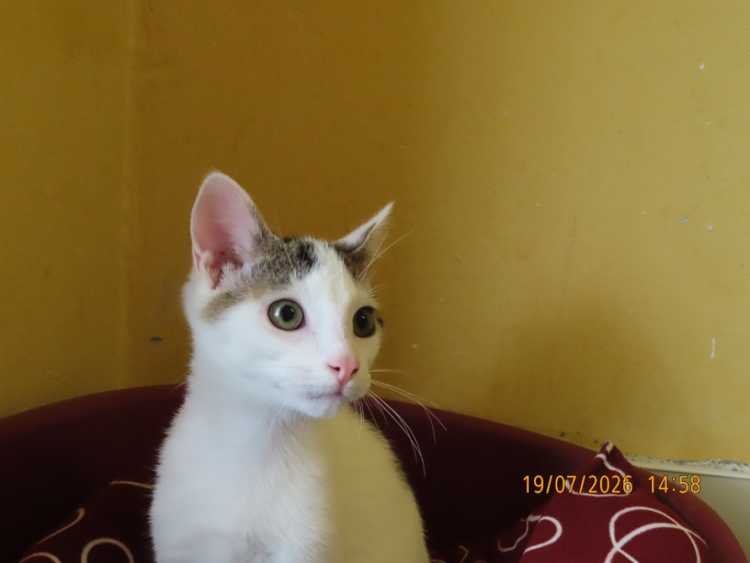 Photo #8 de Koga
