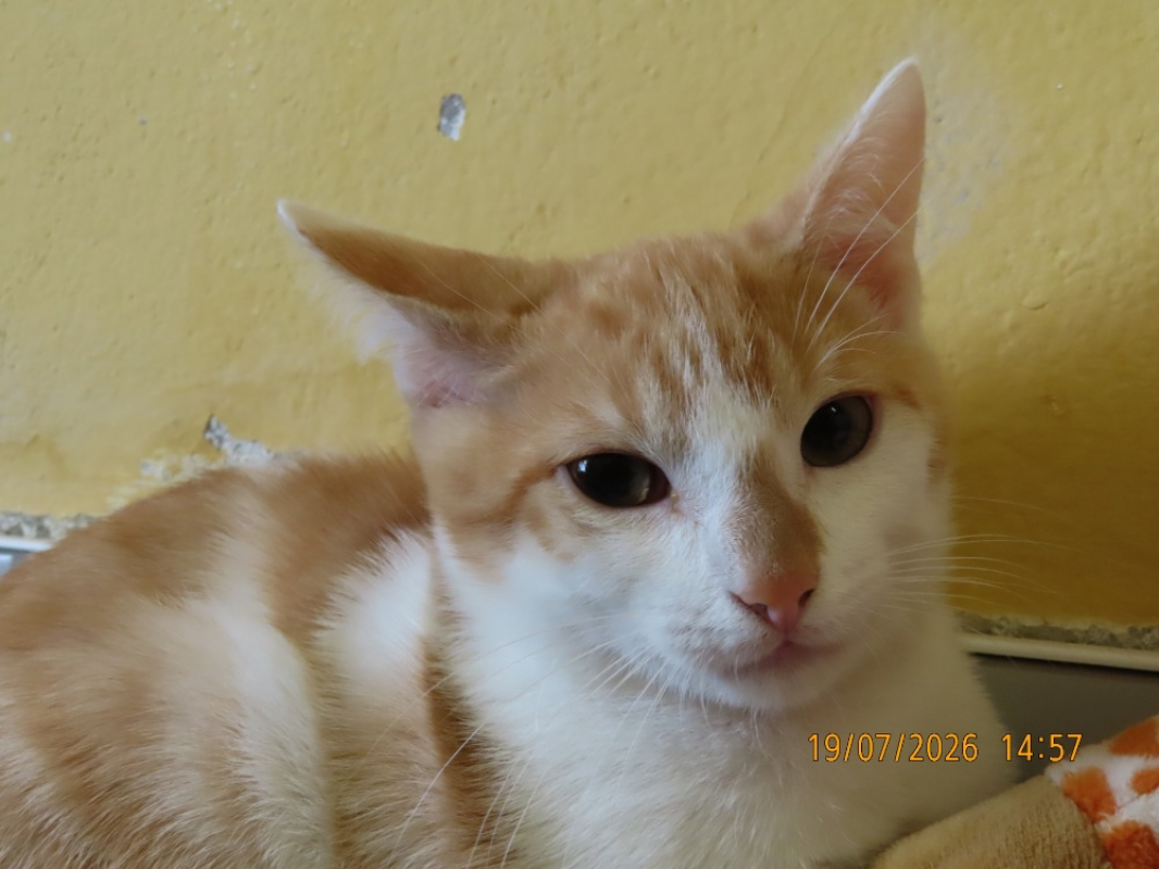 Photo #2 de Maki