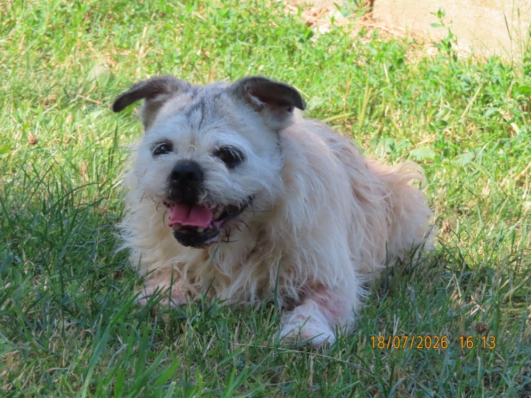 Channel - Chien à adopter