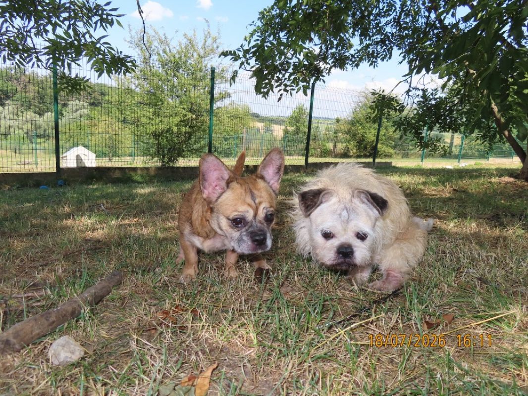 Channel - Chien à adopter - photo 2
