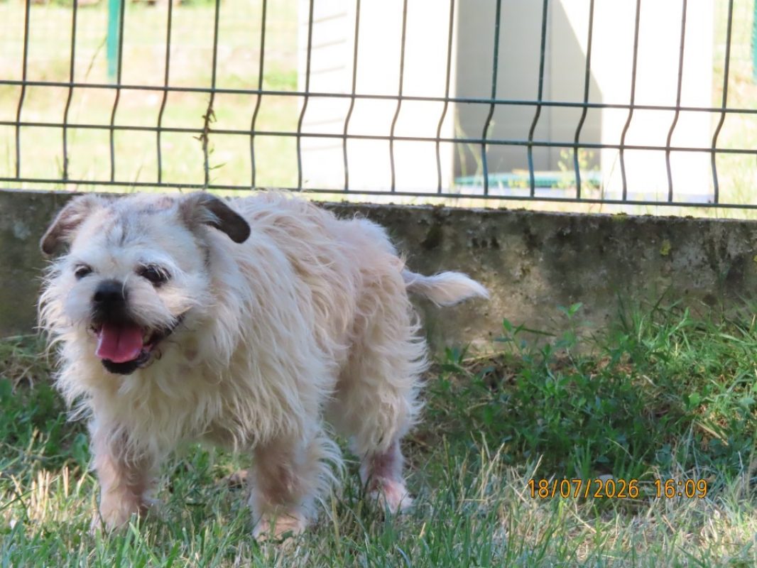 Channel - Chien à adopter - photo 3
