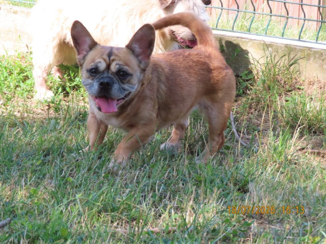 Nini - Chien à adopter