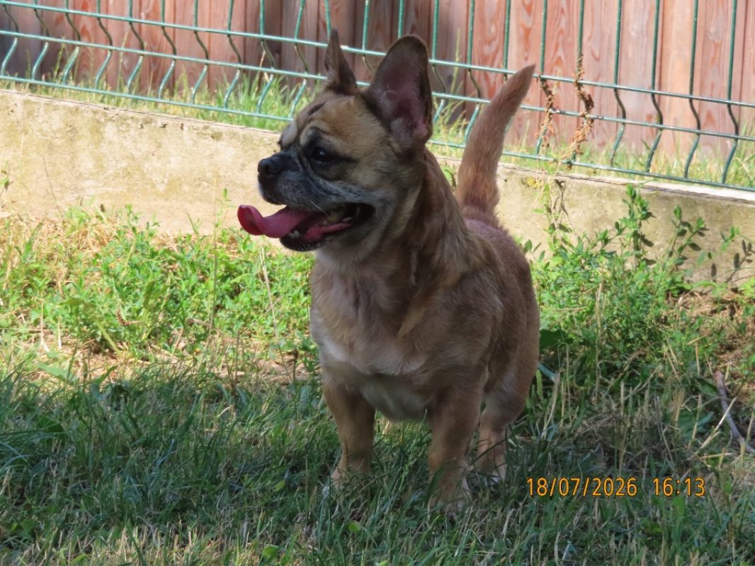 Nini - Chien à adopter - photo 3