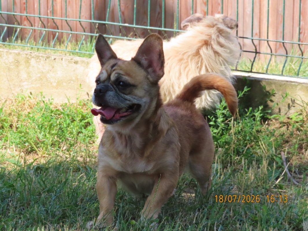 Nini - Chien à adopter - photo 4
