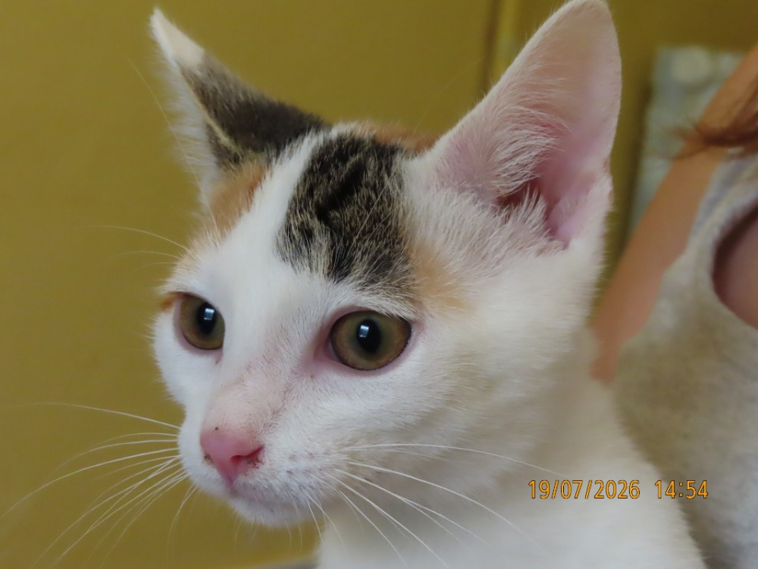 Photo #1 de Yuma