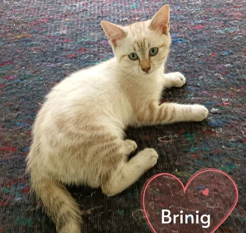 Photo de Brinig