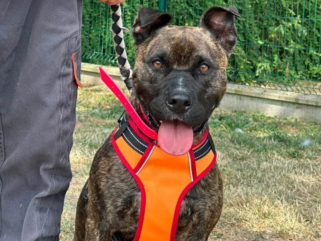 Xhesi en sos - Chien à adopter