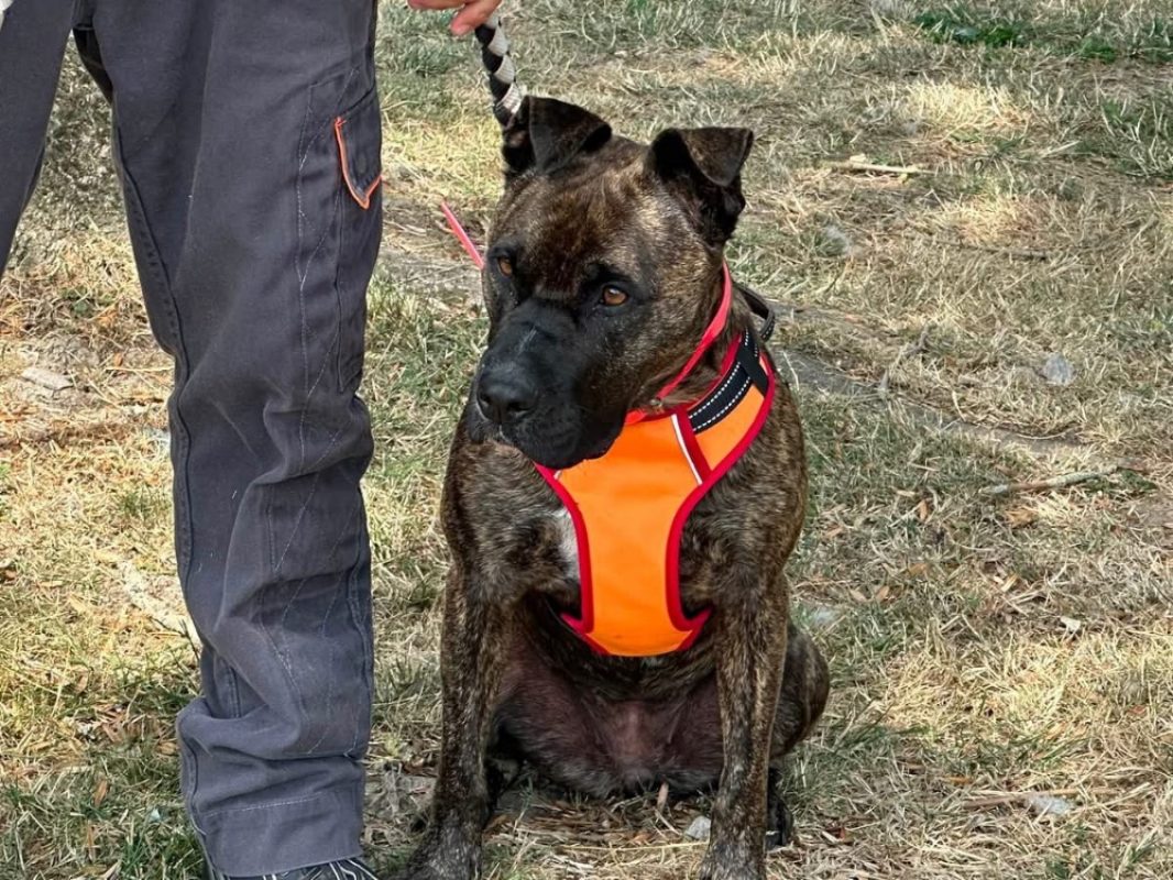 Xhesi en sos - Chien à adopter - photo 3