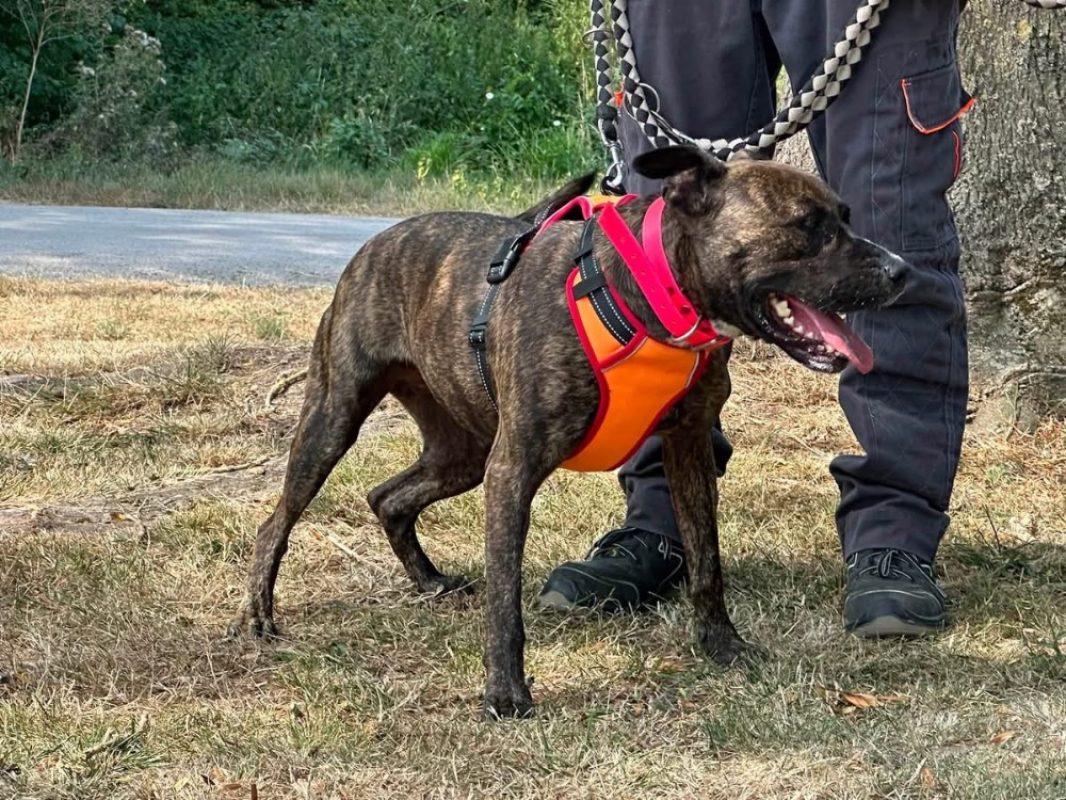 Xhesi en sos - Chien à adopter - photo 4