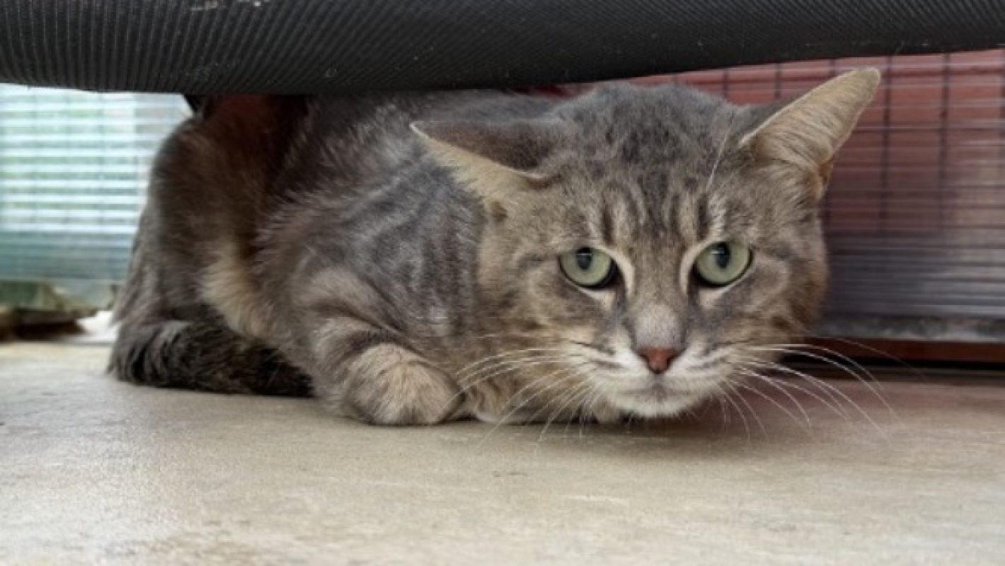 Tom - Chat Européen à adopter