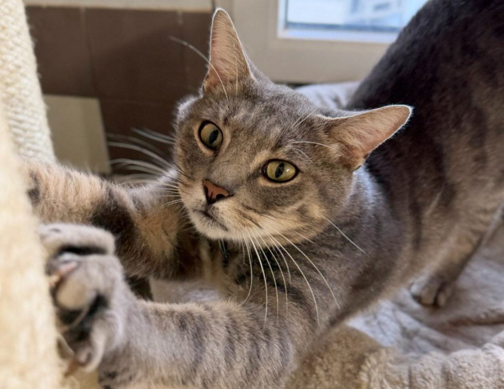 Arthur - Chat Européen à adopter