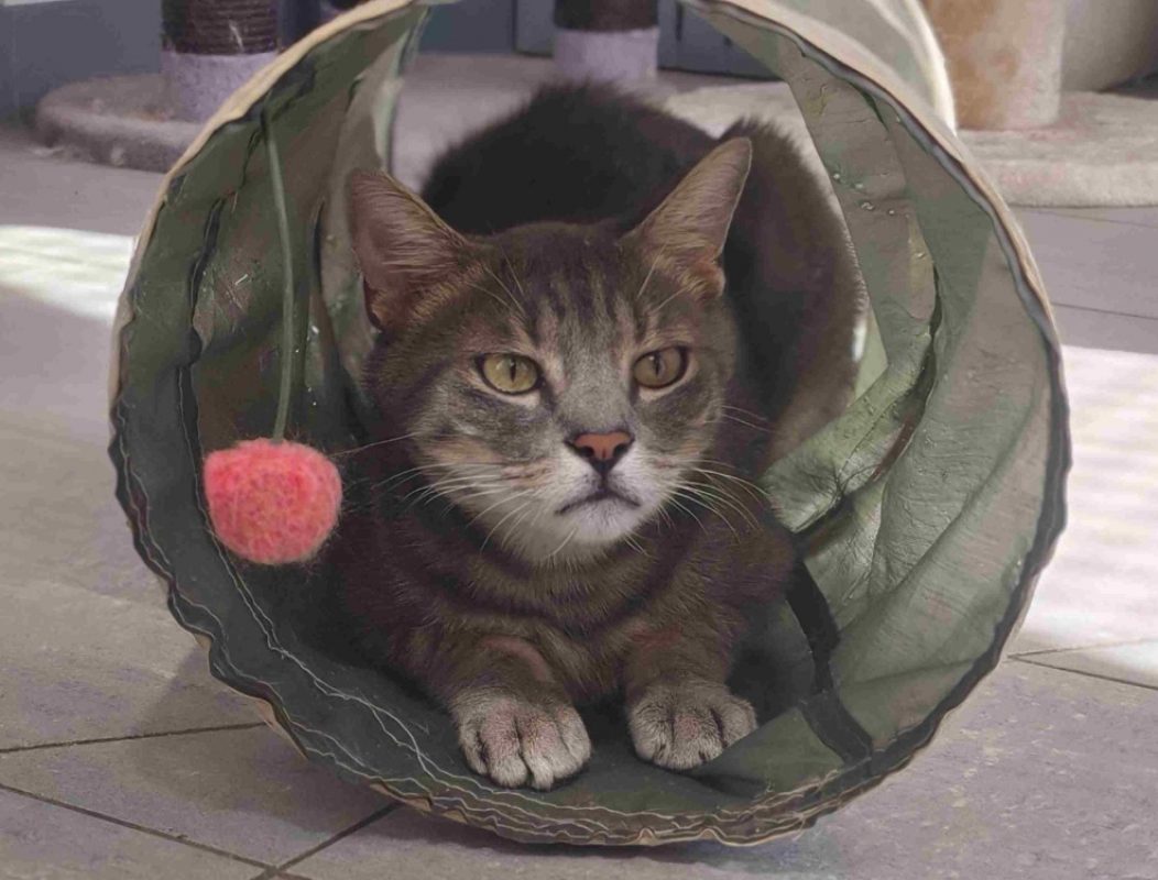 Arthur - Chat Européen à adopter - photo 2
