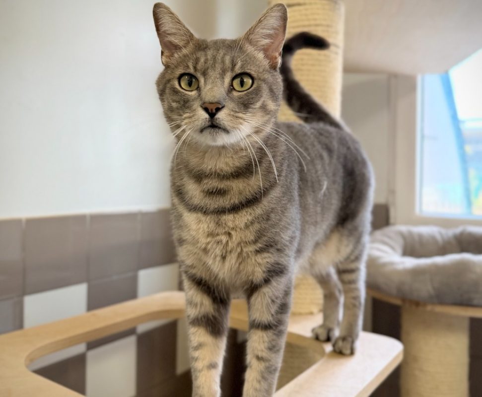 Arthur - Chat Européen à adopter - photo 3