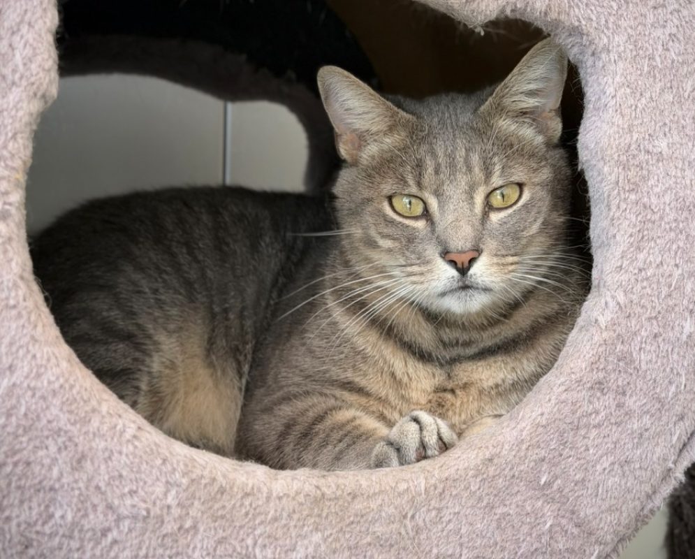 Arthur - Chat Européen à adopter - photo 4