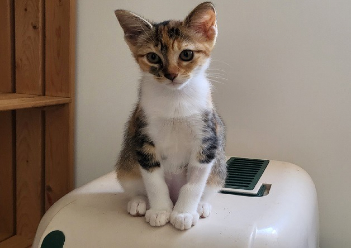 Photo de Chihiro