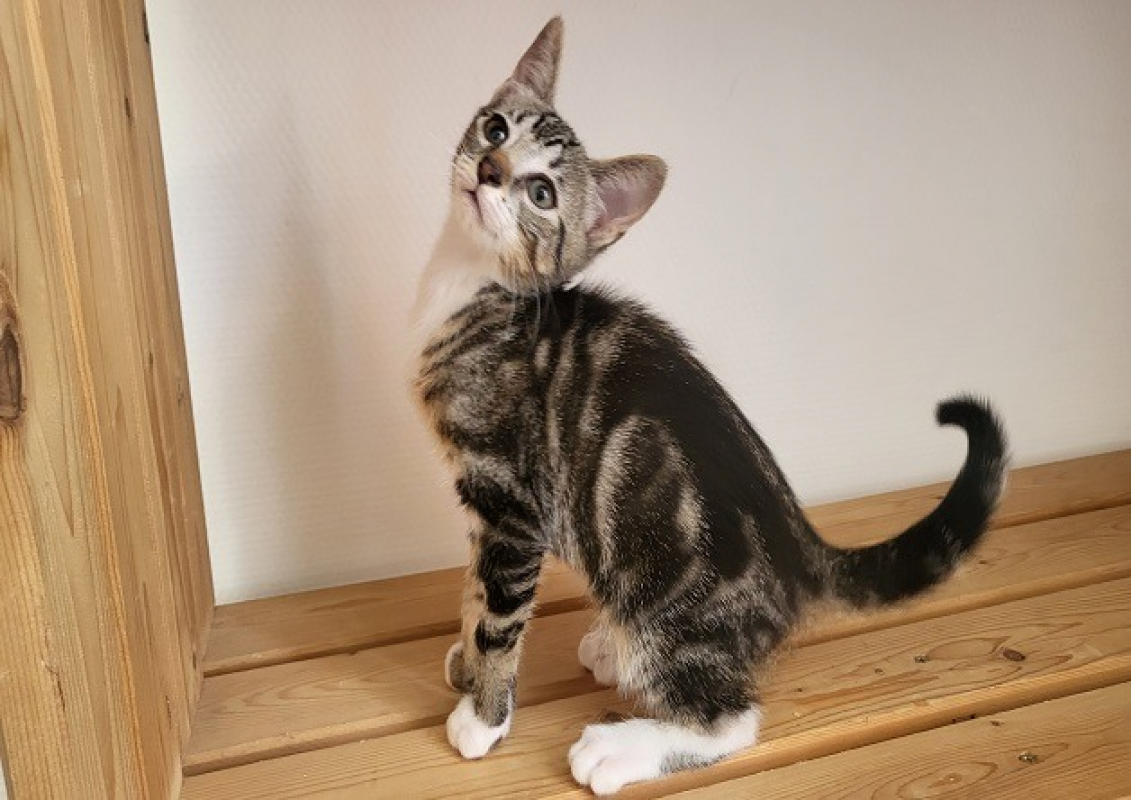 Photo de Suki