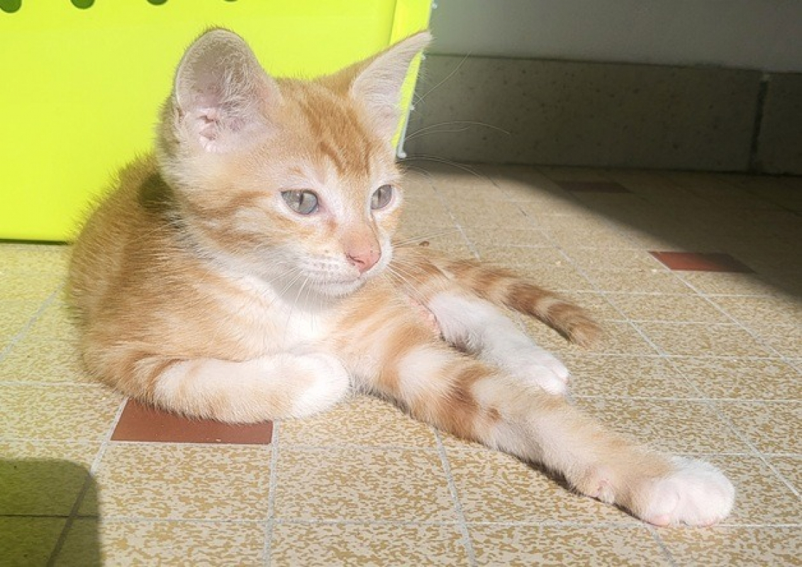 Photo #1 de Berlioz