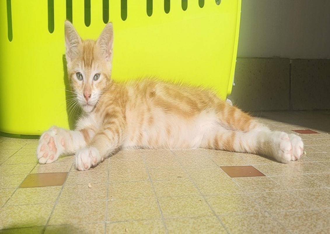 Photo #2 de Berlioz