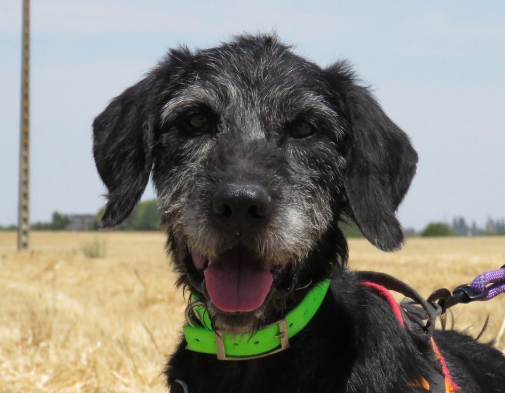 Blaky - Chien à adopter
