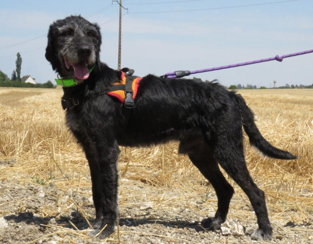 Blaky - Chien à adopter - photo 2