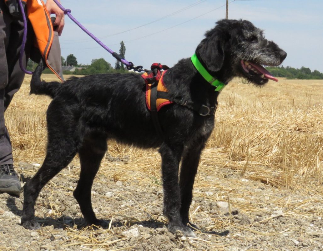 Blaky - Chien à adopter - photo 3