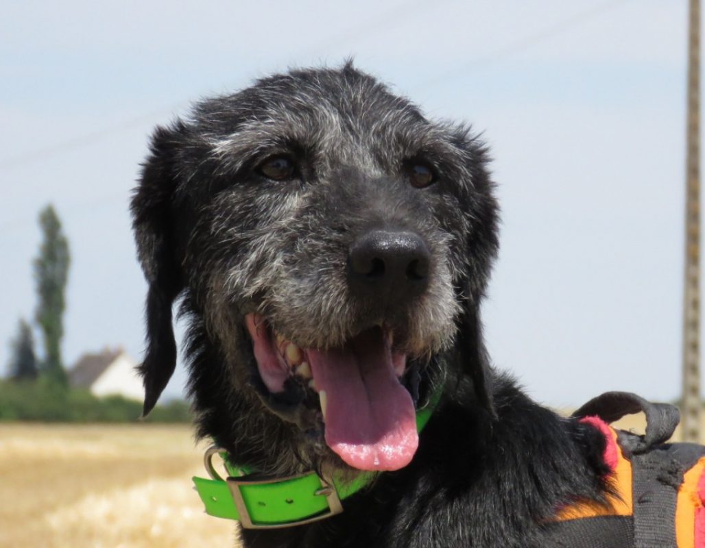 Blaky - Chien à adopter - photo 4