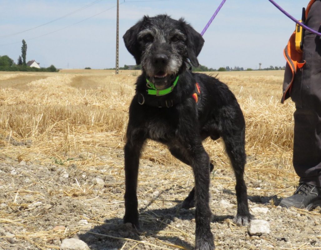 Blaky - Chien à adopter - photo 5