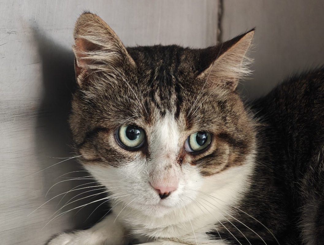 Baldr - Chat Européen à adopter