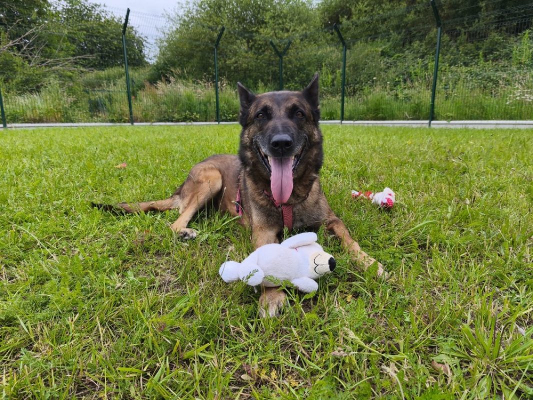 Seoul - Chien Berger Belge Malinois à adopter