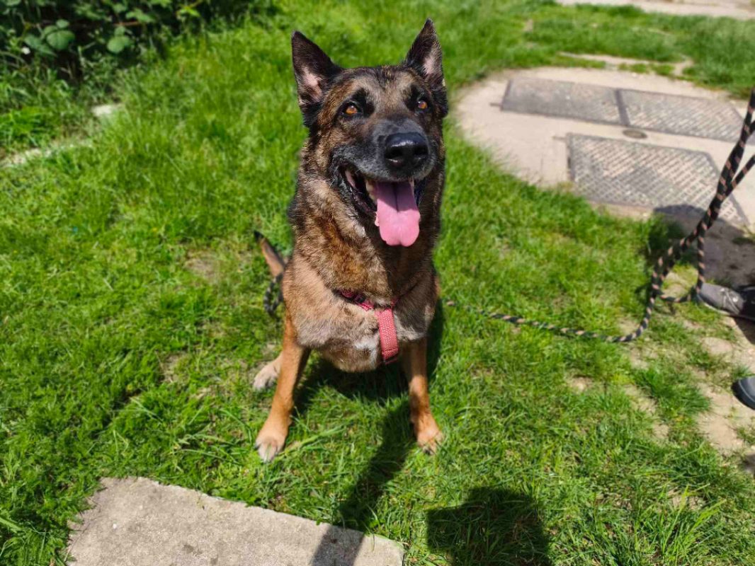 Seoul - Chien Berger Belge Malinois à adopter - photo 2