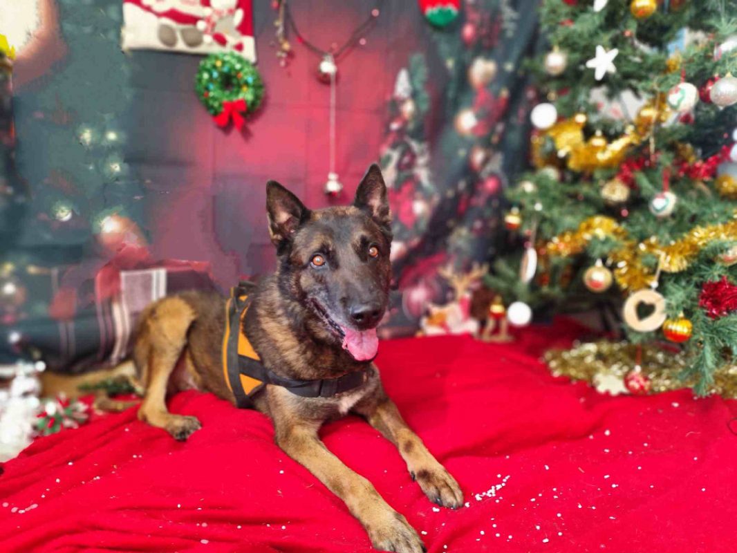 Seoul - Chien Berger Belge Malinois à adopter - photo 3