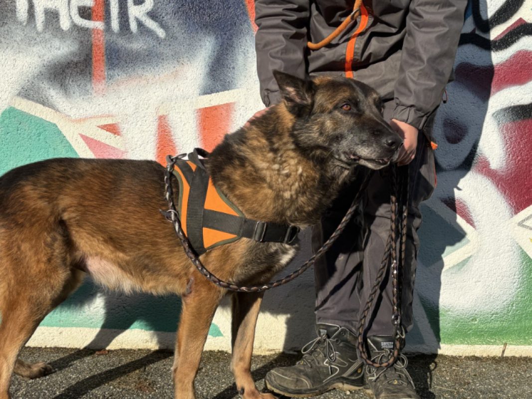 Seoul - Chien Berger Belge Malinois à adopter - photo 4