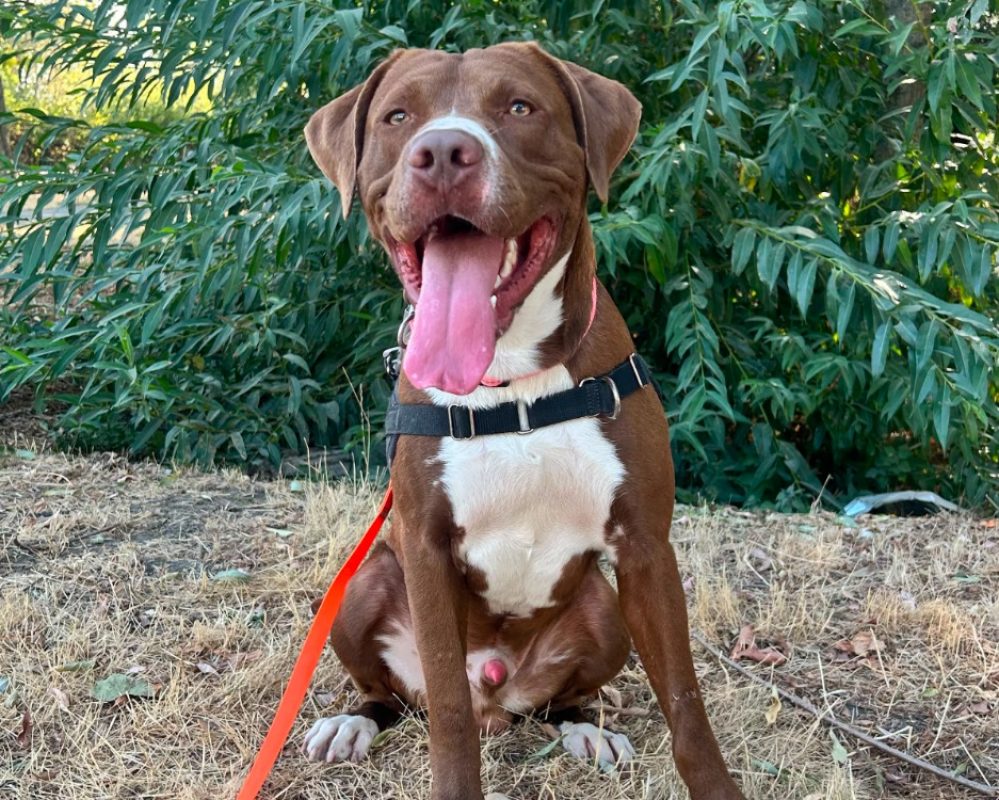 Malcom - Chien Bouledogue Américain à adopter