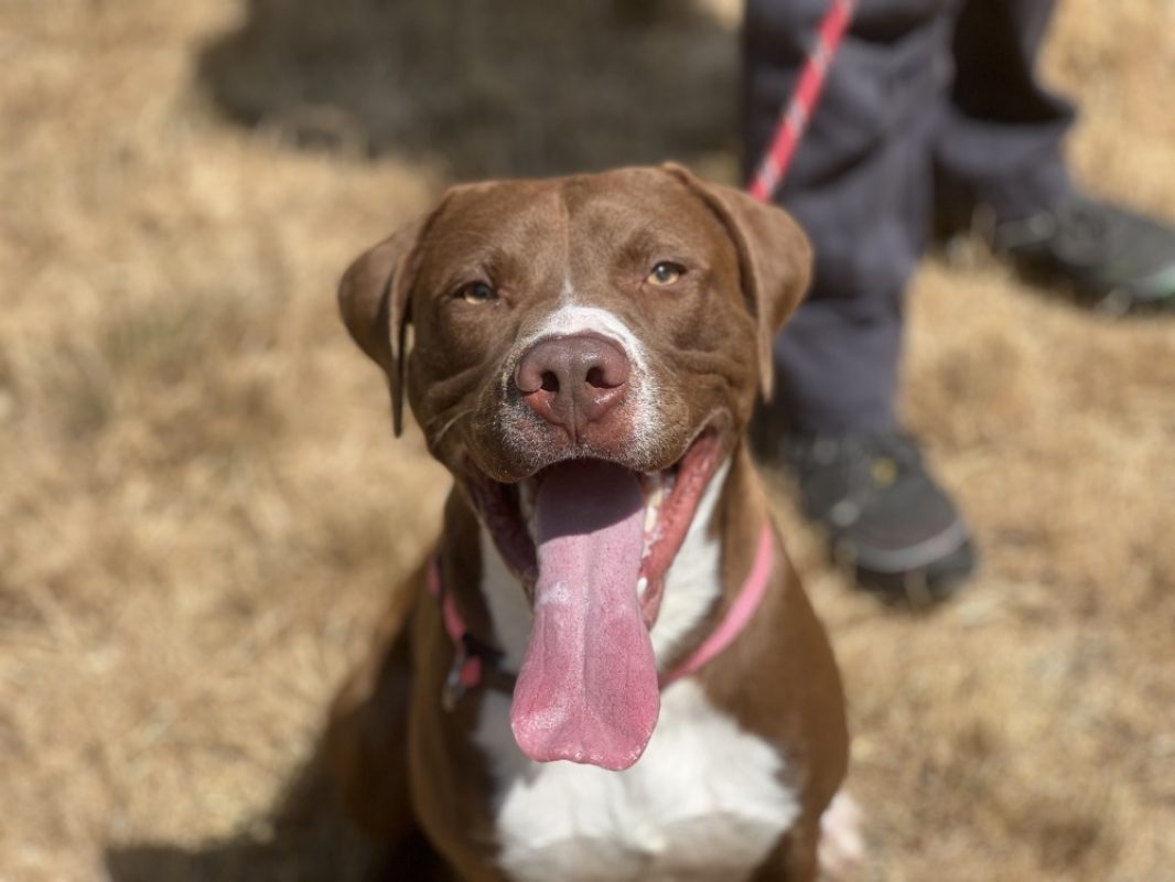 Malcom - Chien Bouledogue Américain à adopter - photo 2