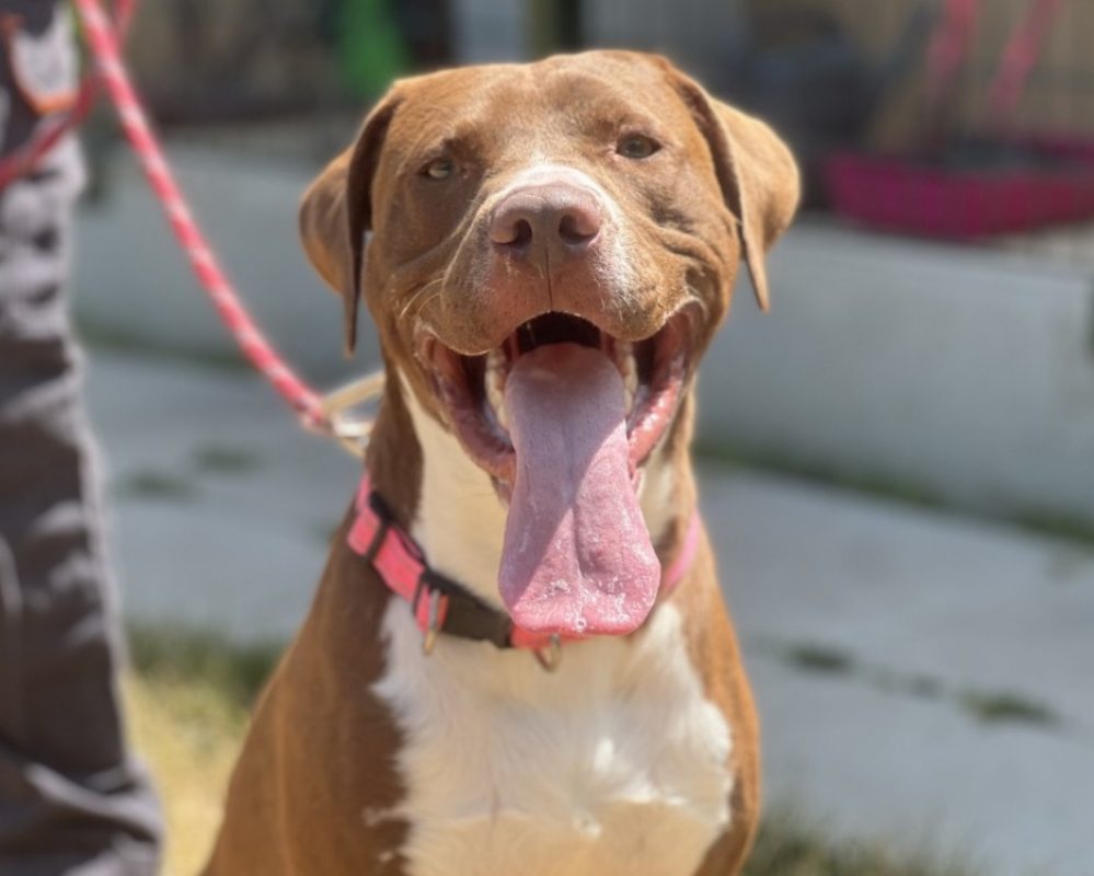 Malcom - Chien Bouledogue Américain à adopter - photo 3