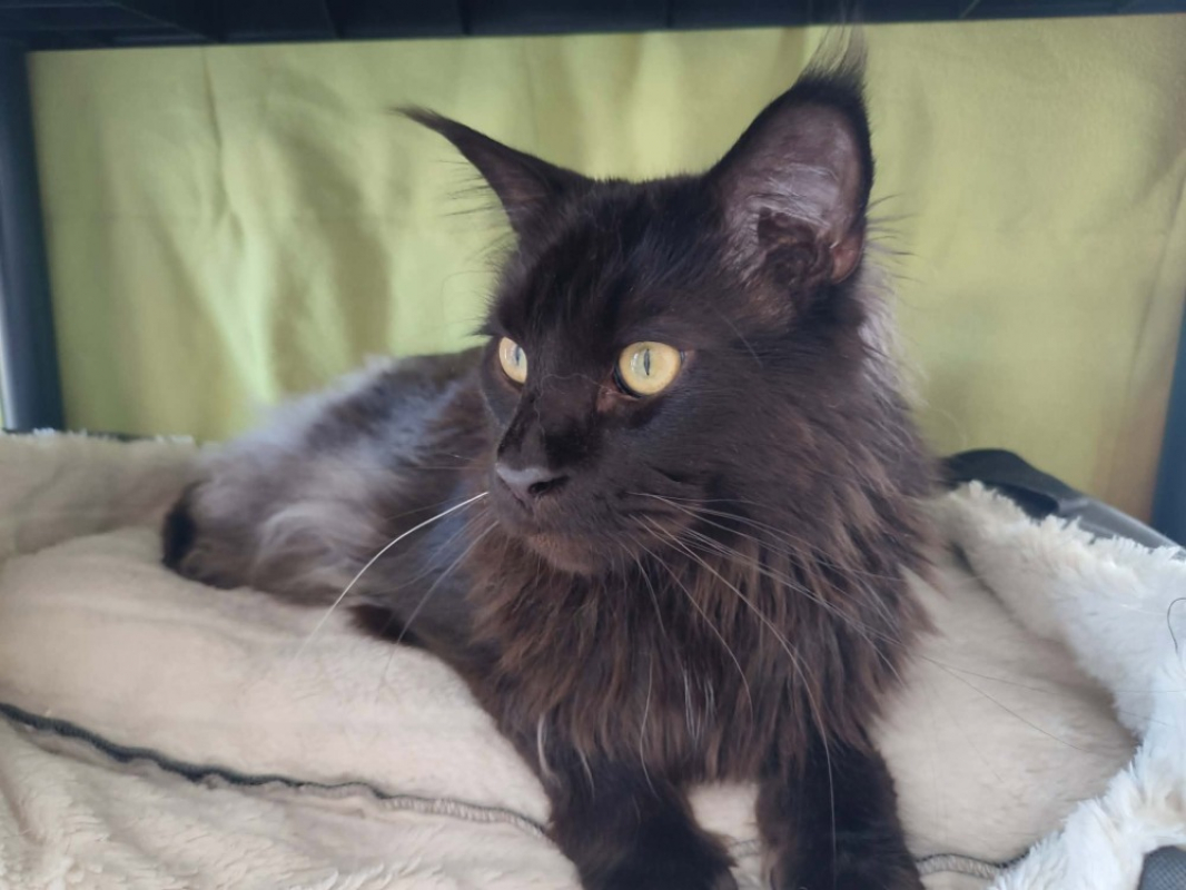 Photo #2 de Shadow