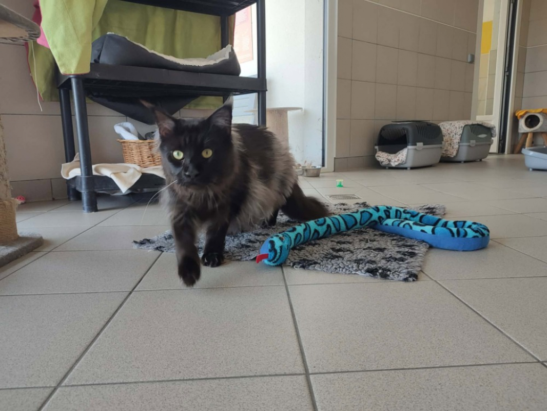 Photo #5 de Shadow