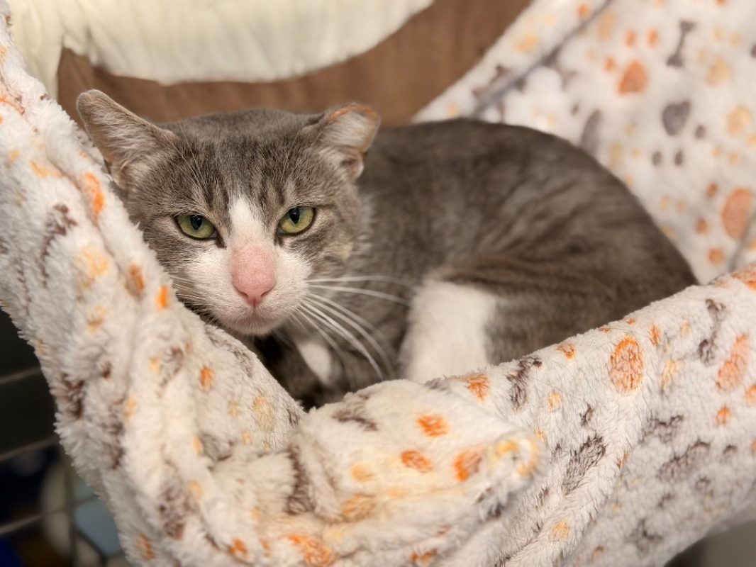 Finn - Chat Européen à adopter
