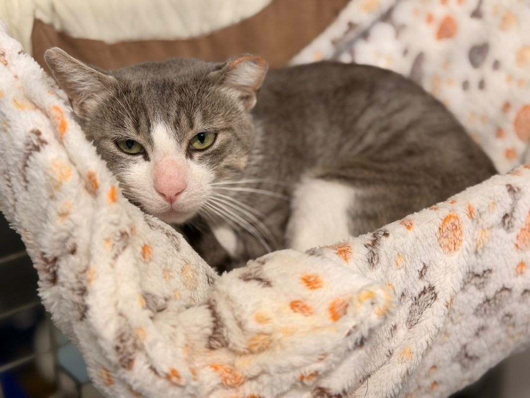 Finn - Chat Européen à adopter - photo 2
