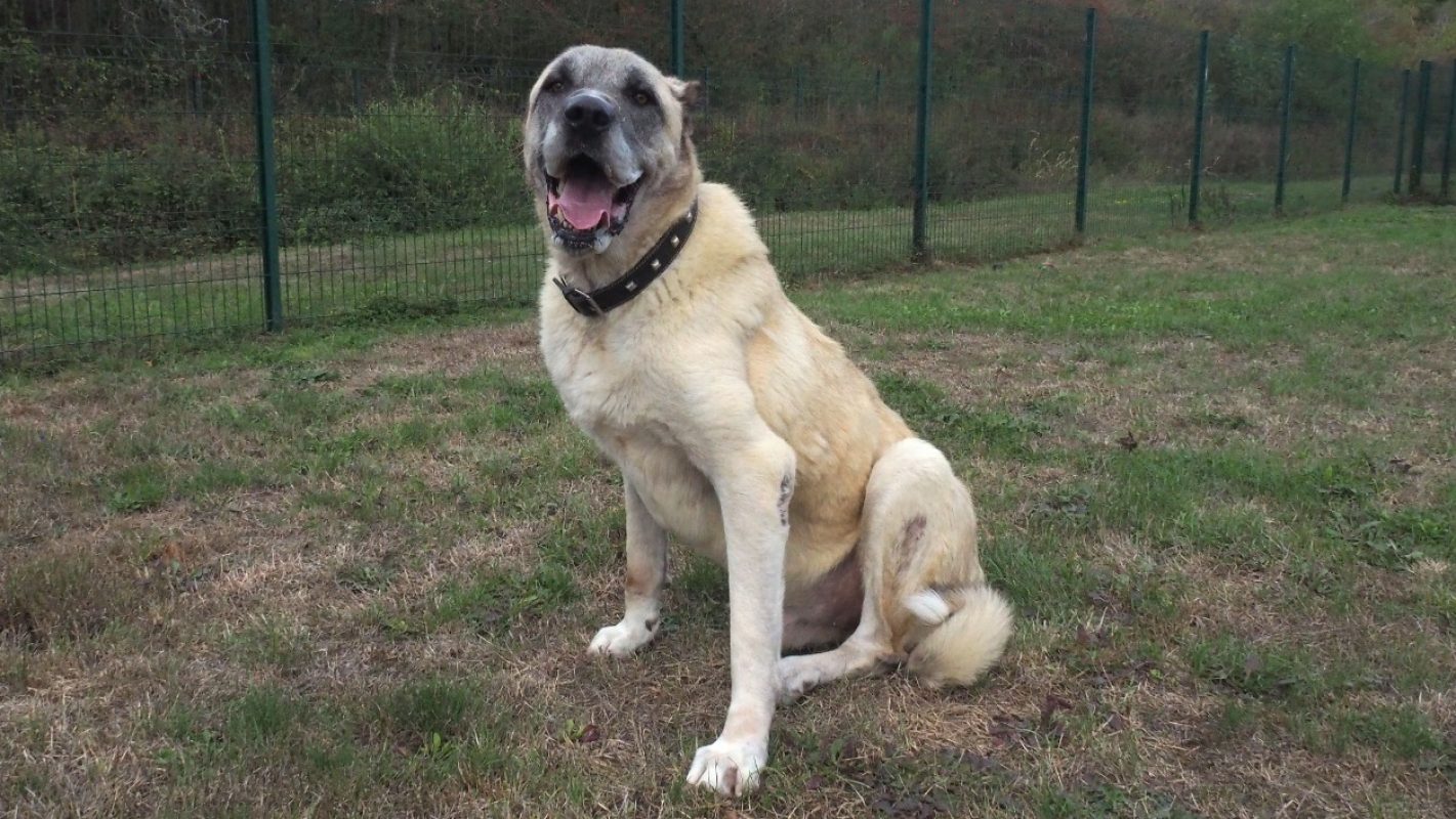 Anatole - Chien Berger d'Anatolie à adopter