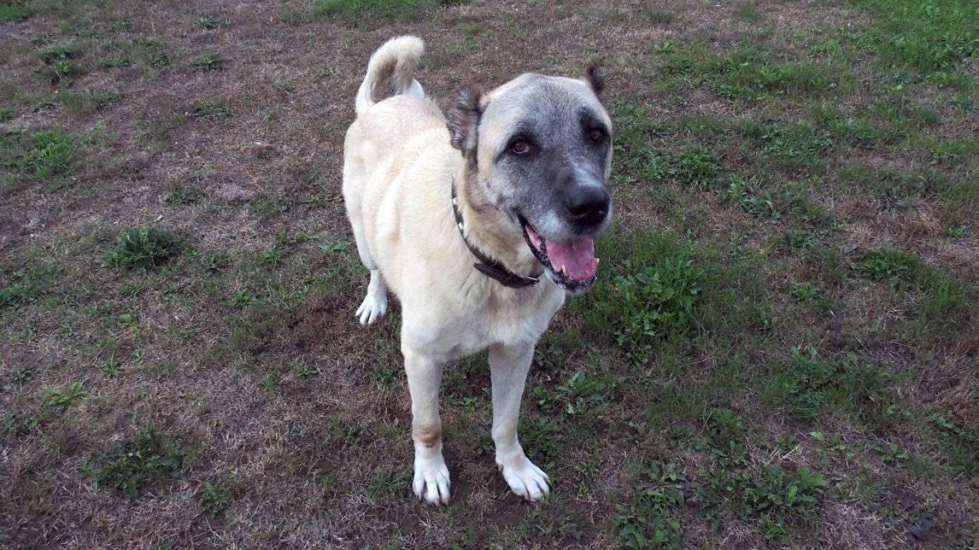 Anatole - Chien Berger d'Anatolie à adopter - photo 2