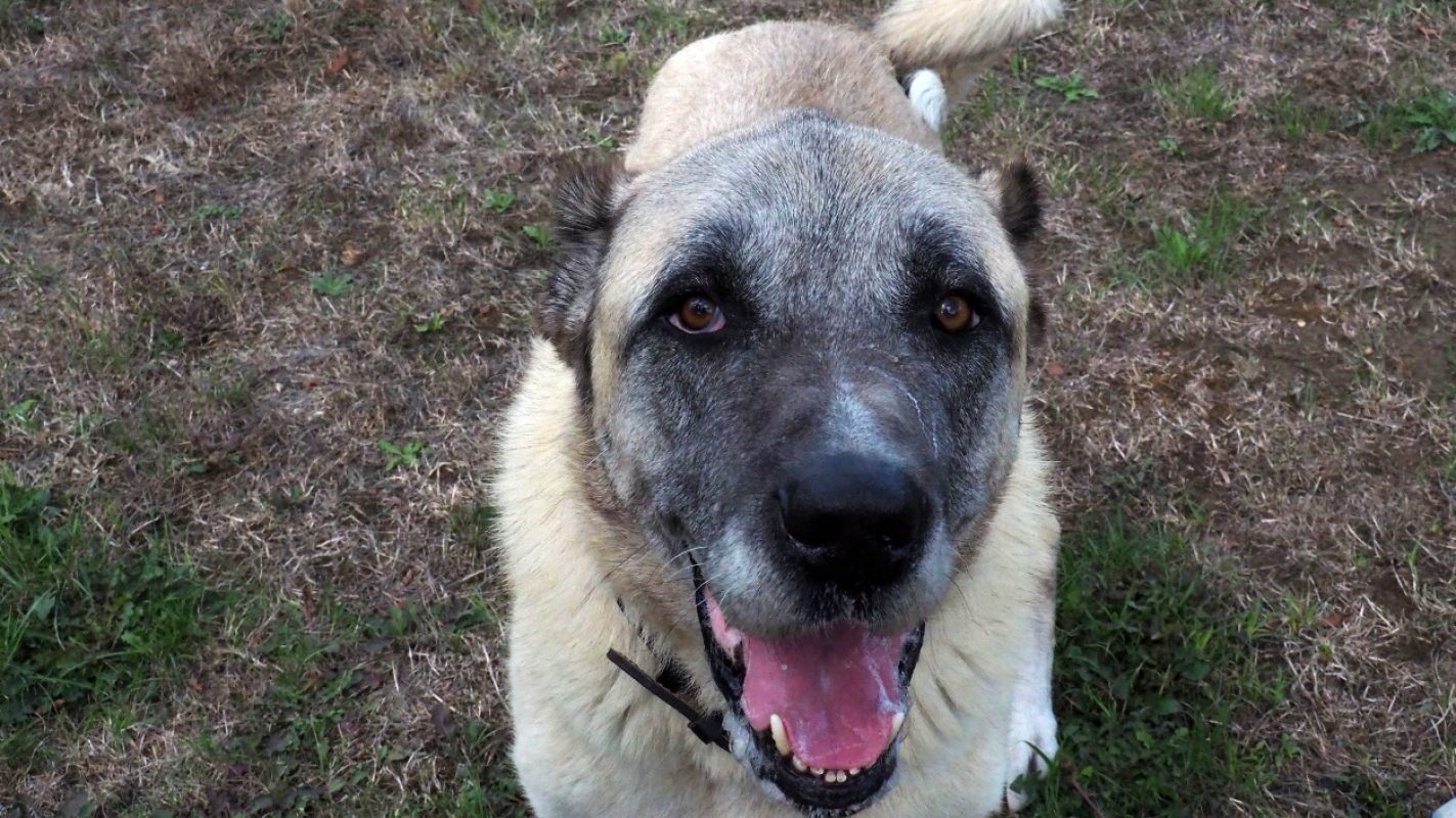 Anatole - Chien Berger d'Anatolie à adopter - photo 3
