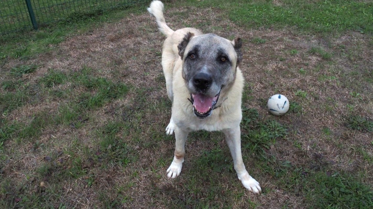 Anatole - Chien Berger d'Anatolie à adopter - photo 4