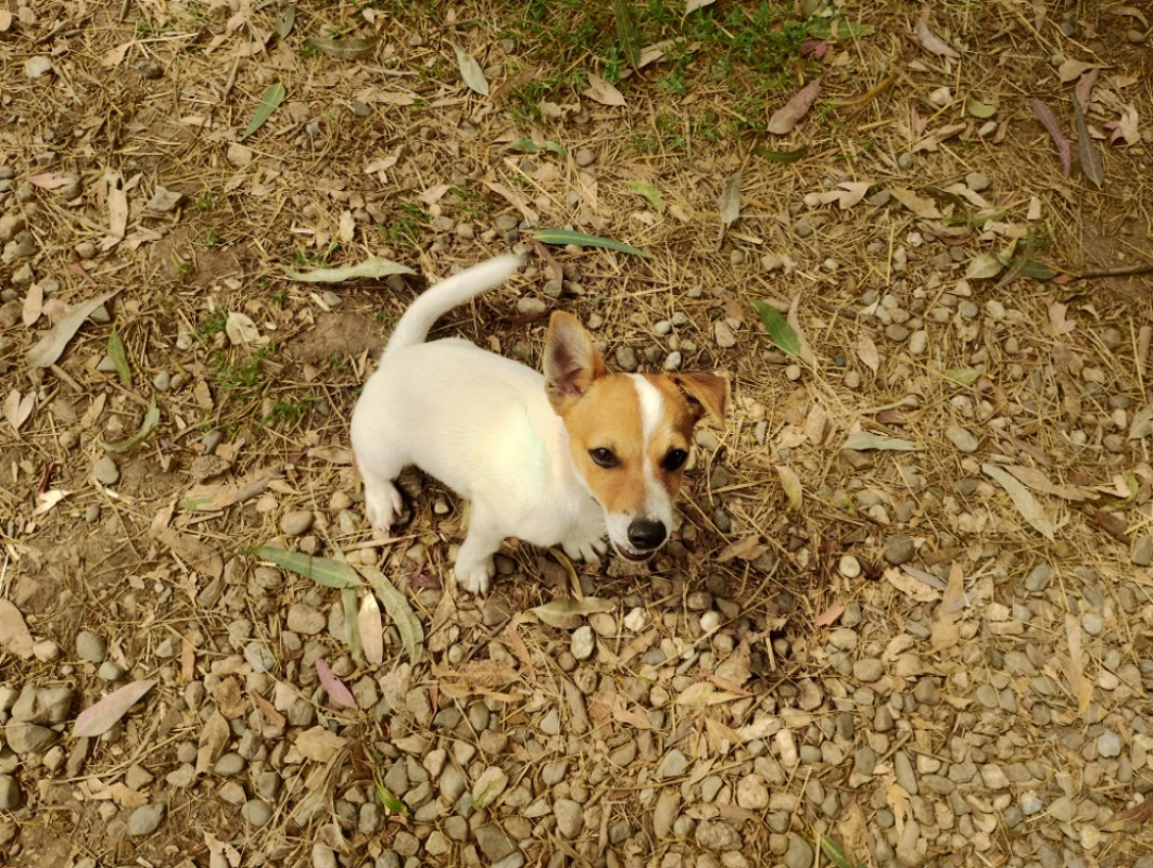 Photo #6 de Saxo