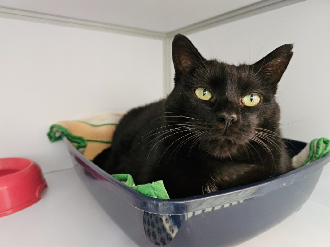 Photo de Petit minou