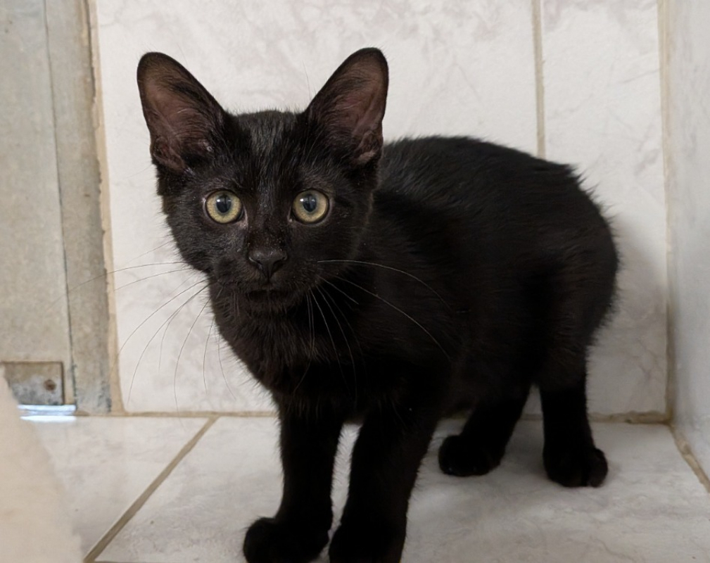 Photo de Baloo