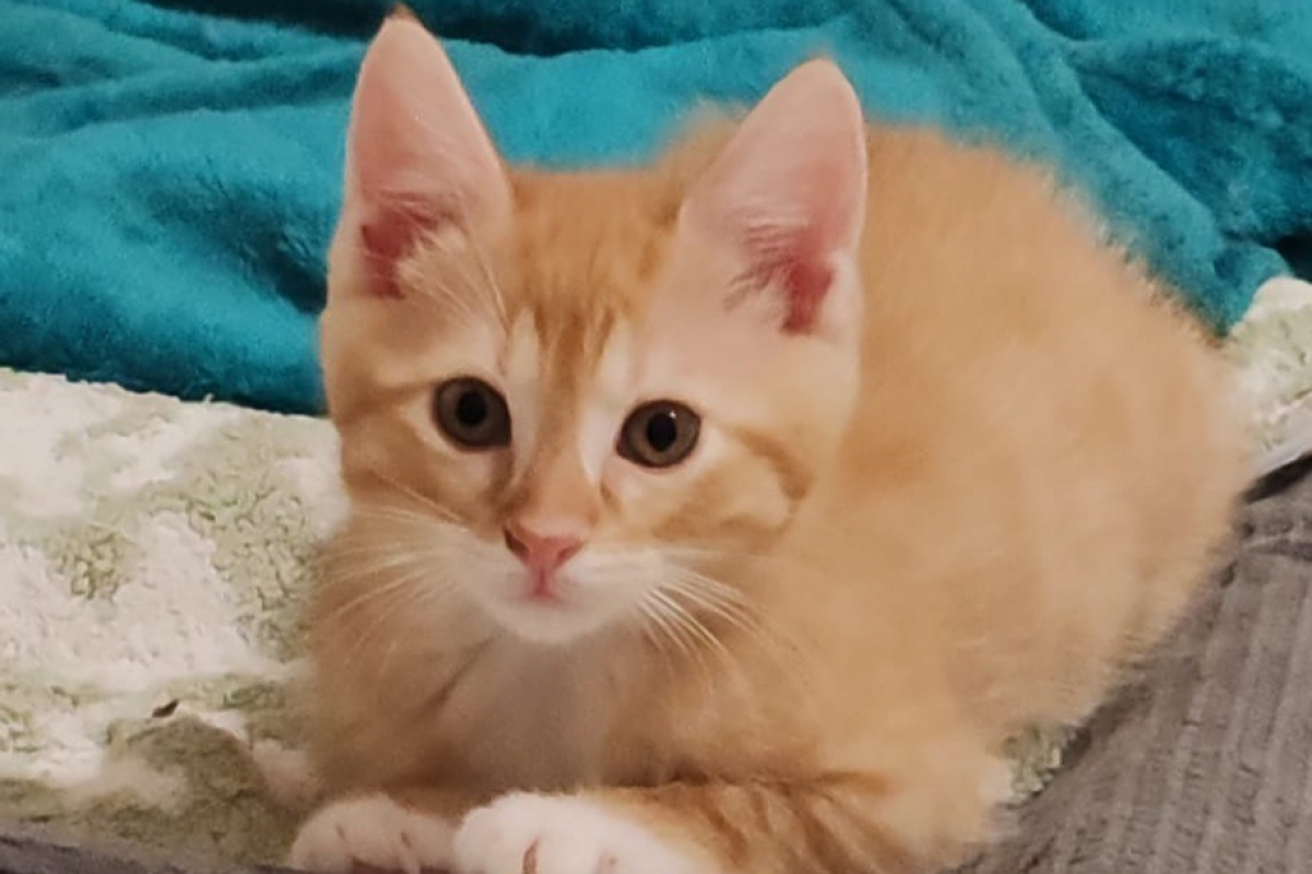 Photo de Patachon