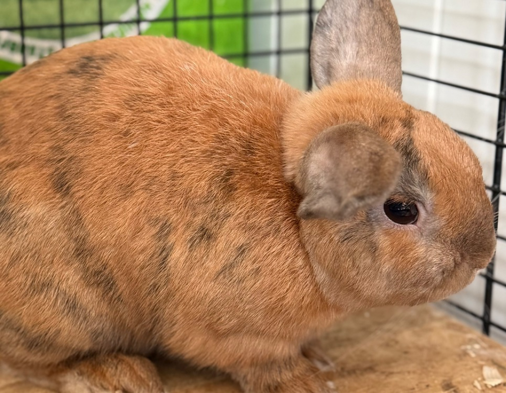 Photo de Basil