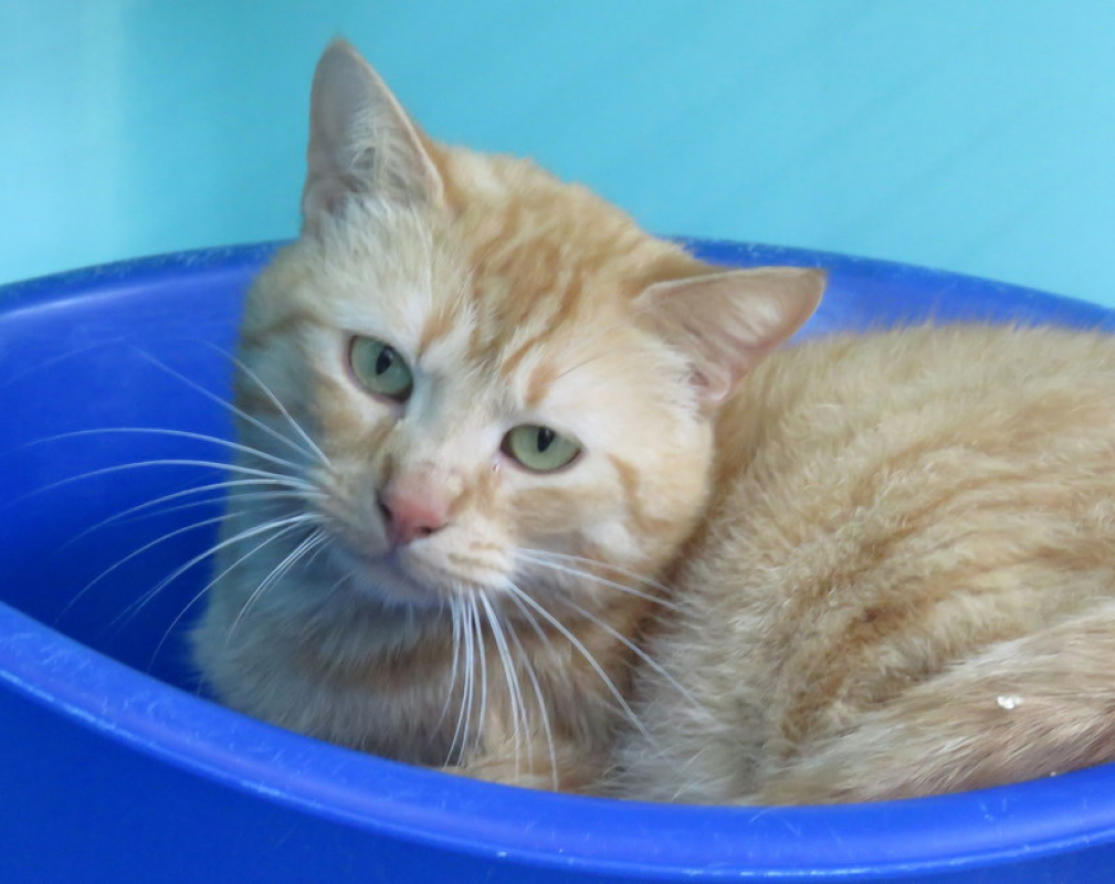 Photo de Biscuit