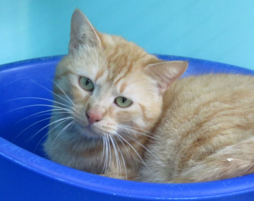 Biscuit - Chat Européen à adopter